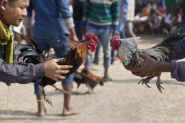 Απίστευτο: Κόκορας σκότωσε το αφεντικό του!